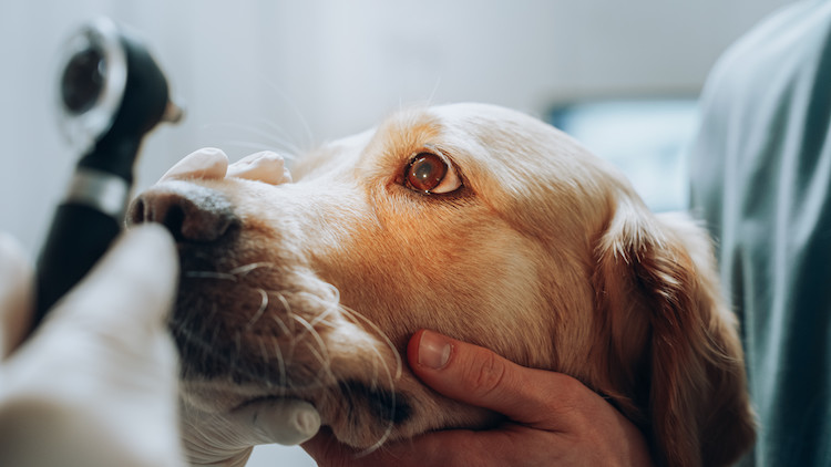 Examen vétérinaire conjonctivite chez le chien