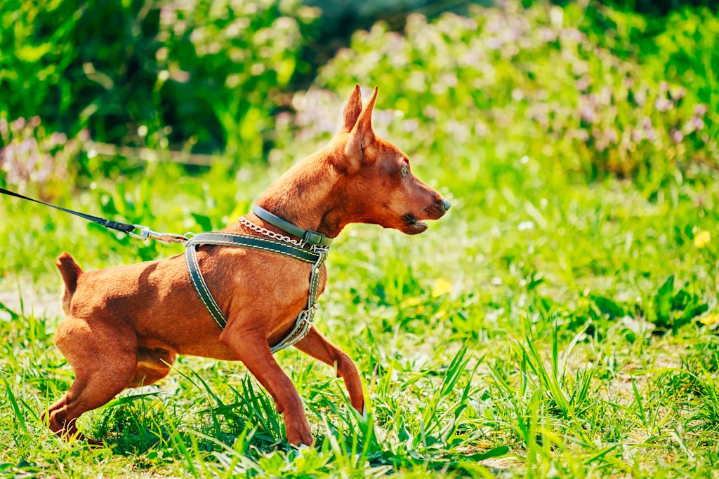 Pinscher dans la nature