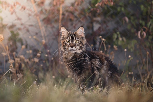 Maine coon