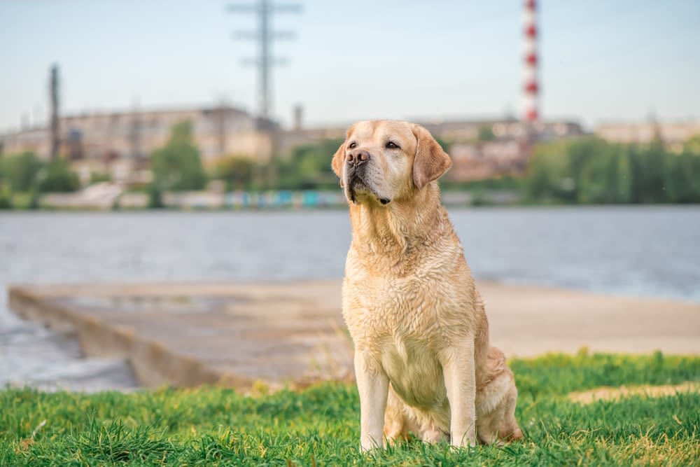 Perro al aire libre