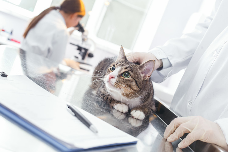 examen diabète chat