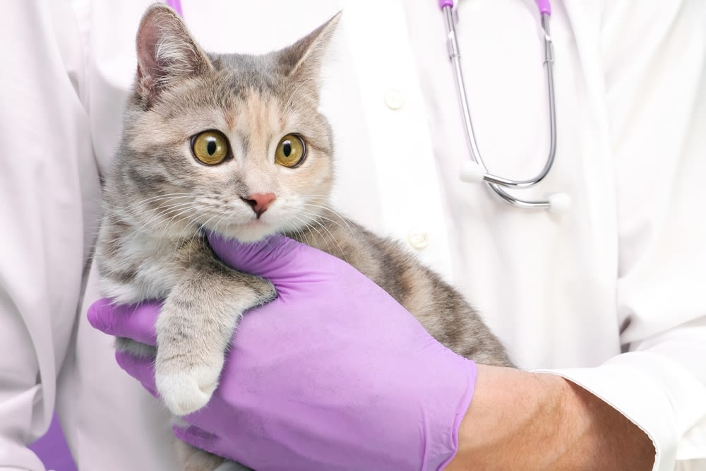 Gato en el veterinario