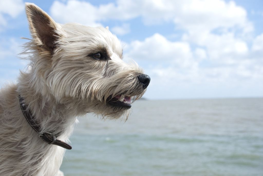 cairn terrier mer