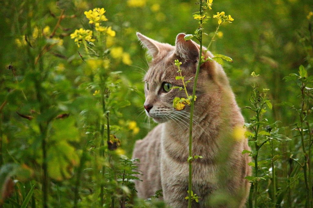 chat roux herbe fleurs jaunes