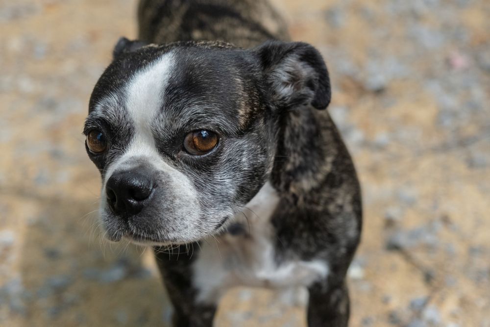 Zwart-witte hond kijkt omhoog