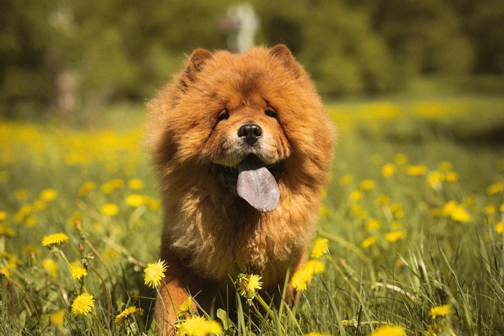 Chow Chow poseert tussen gele bloemen