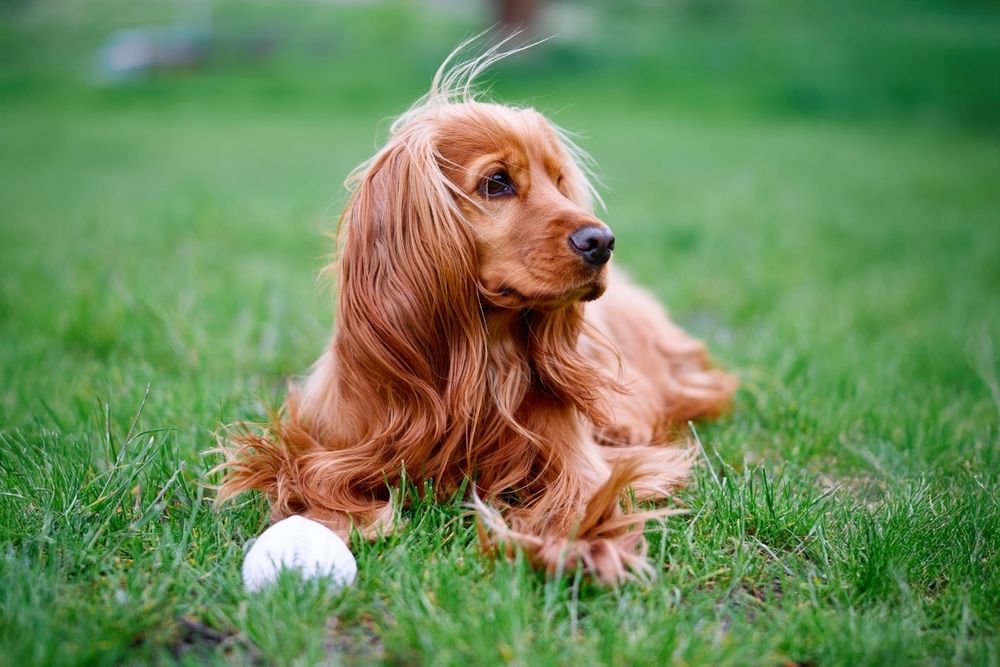 Cocker Spaniel rojo tumbado en el césped con pelota