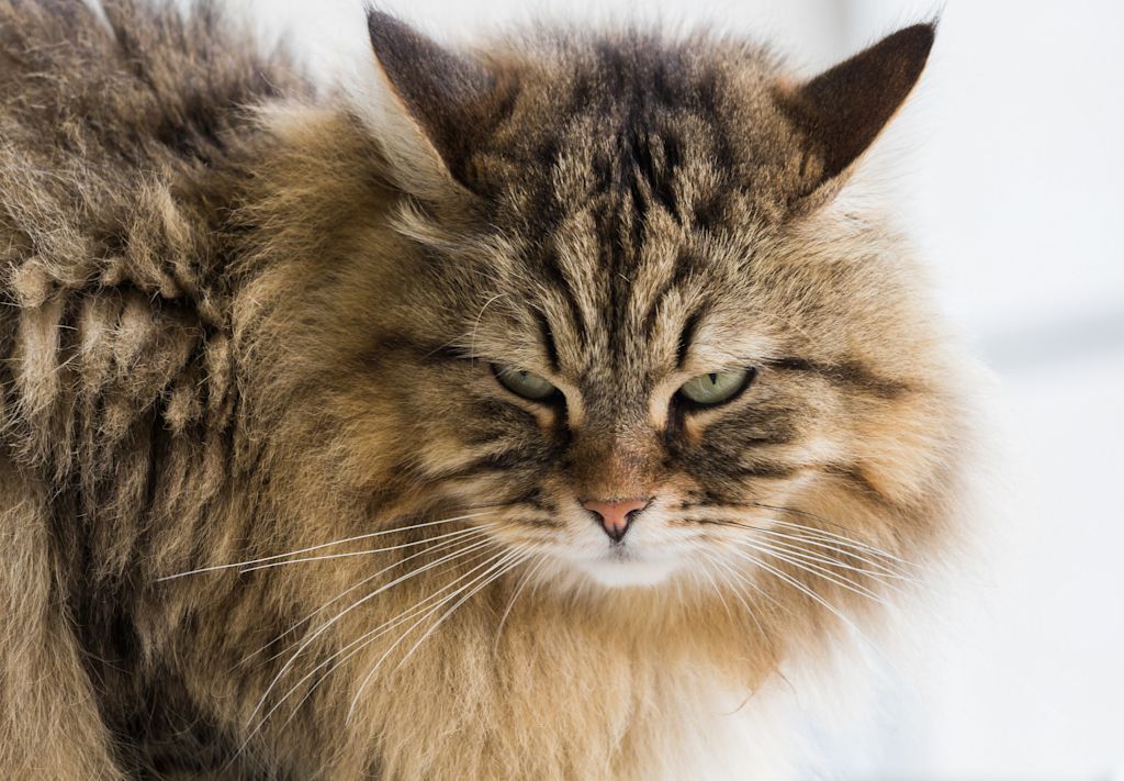 chat sibérien