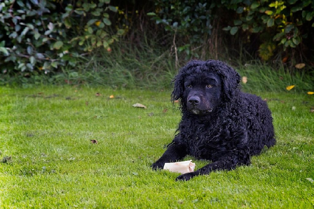 chien d-eau frison2