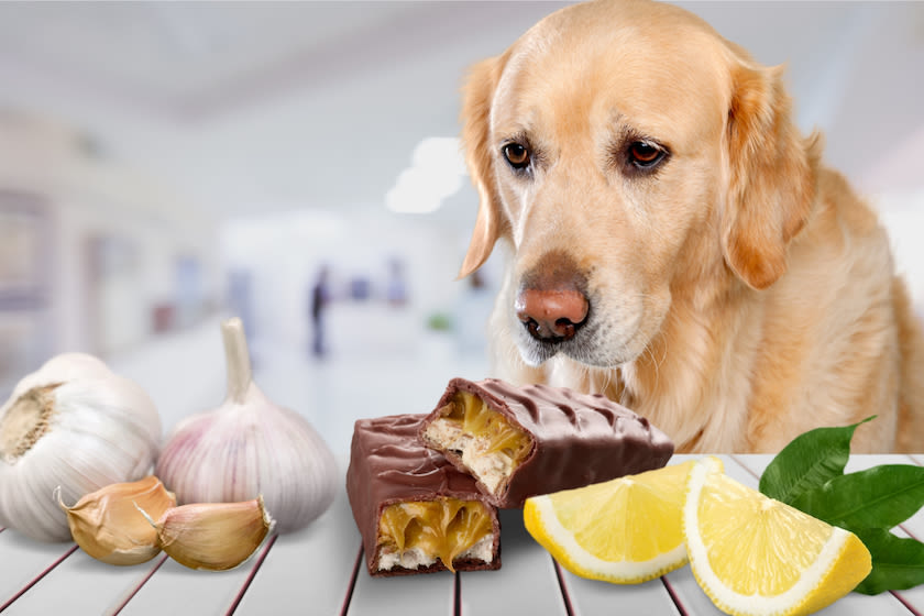 DCE - SANTEVET ES  CREA- alimentos prohibidos para perros - V1.ok - 2