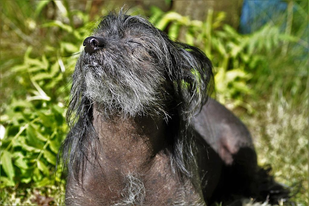 chien nu au soleil