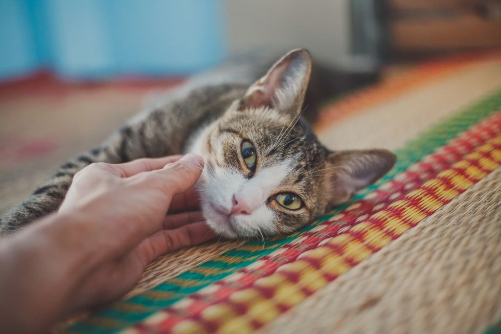 Chat sur tapis