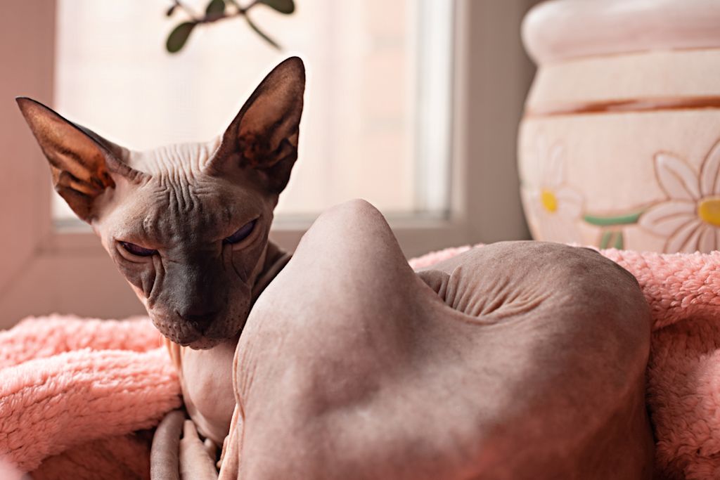 chat sans poil peterbald
