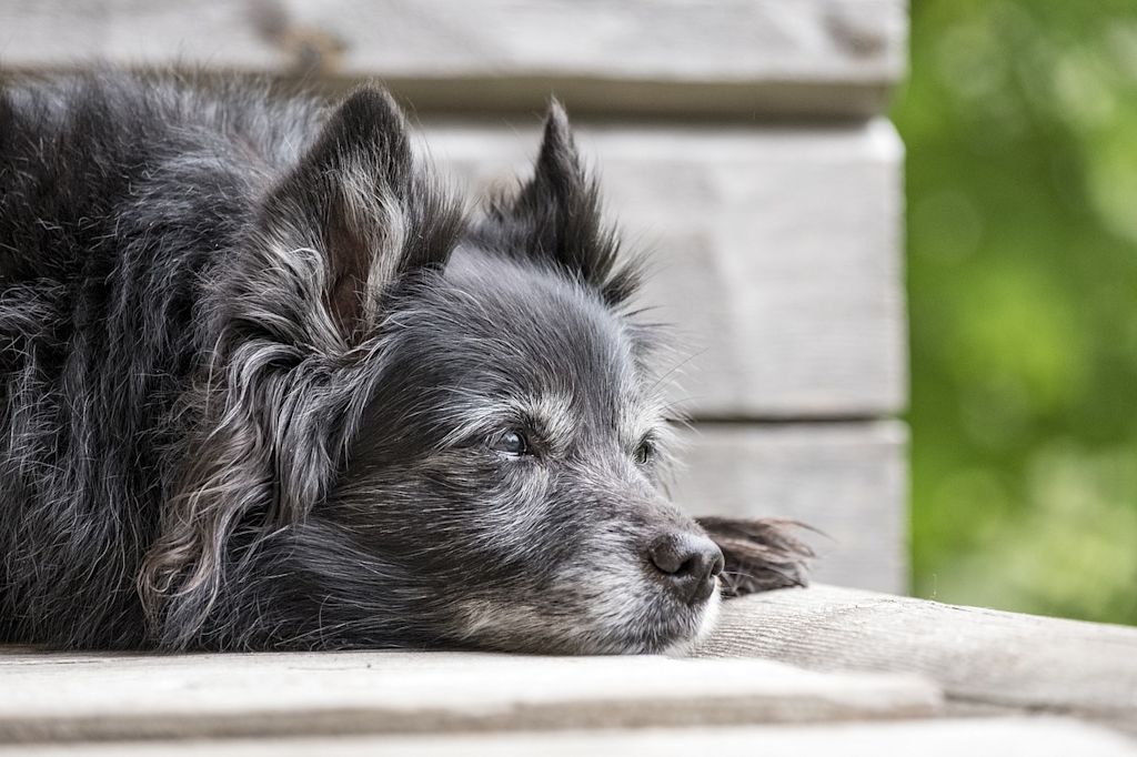 vieux chien noir