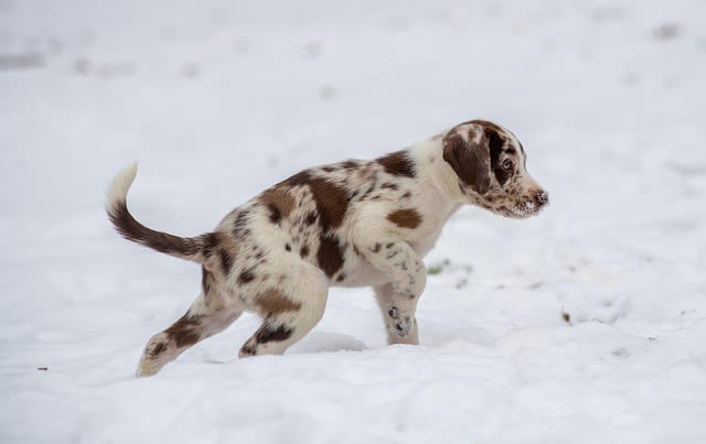 Chiot en hiver