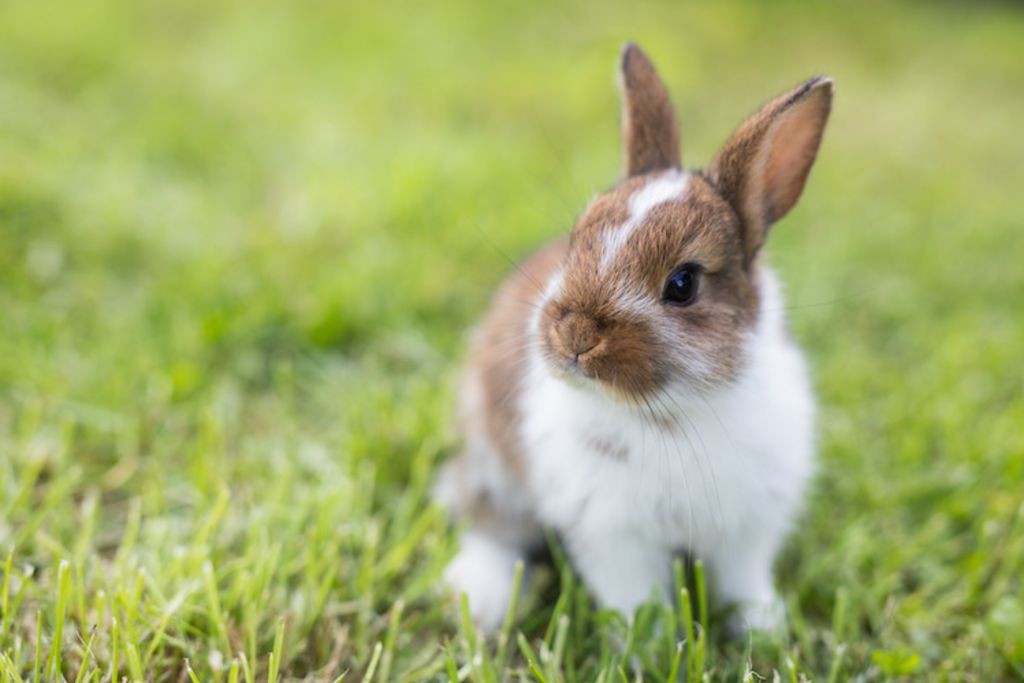 lapin domestique sorties