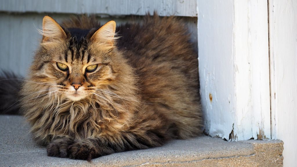 chat tigré poils longs