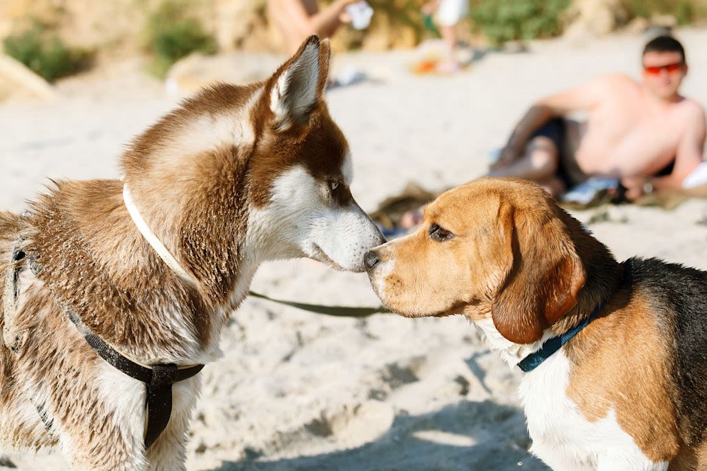 Câlins entre chiens