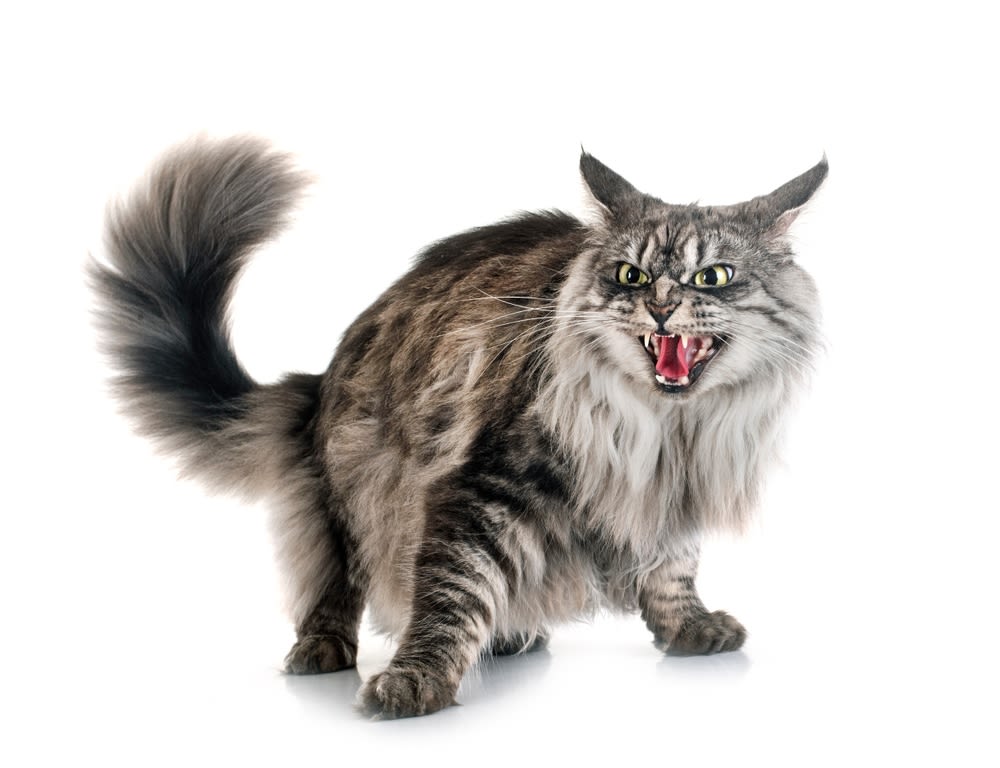 Maine Coon su sfondo bianco