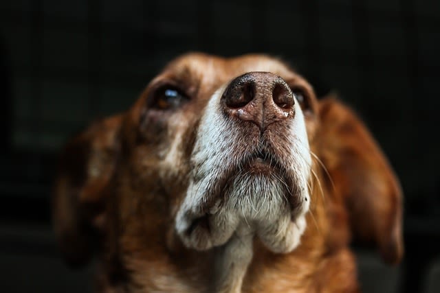 chien croisé vieux