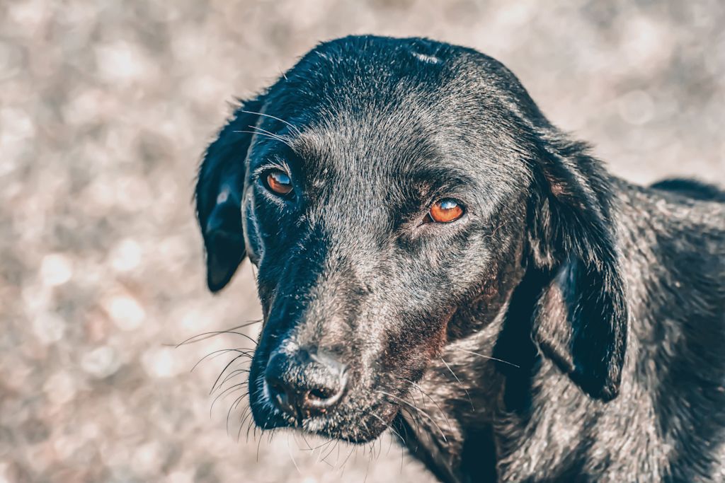 vieux chien tremble tumeur