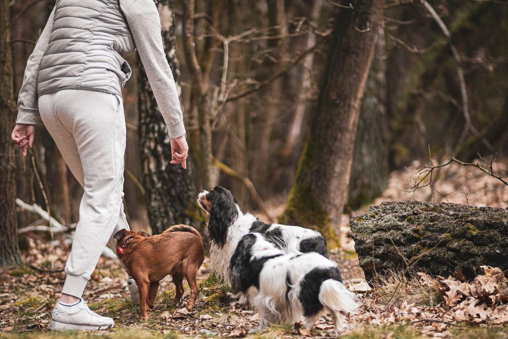 tre cani a passeggio nella foresta