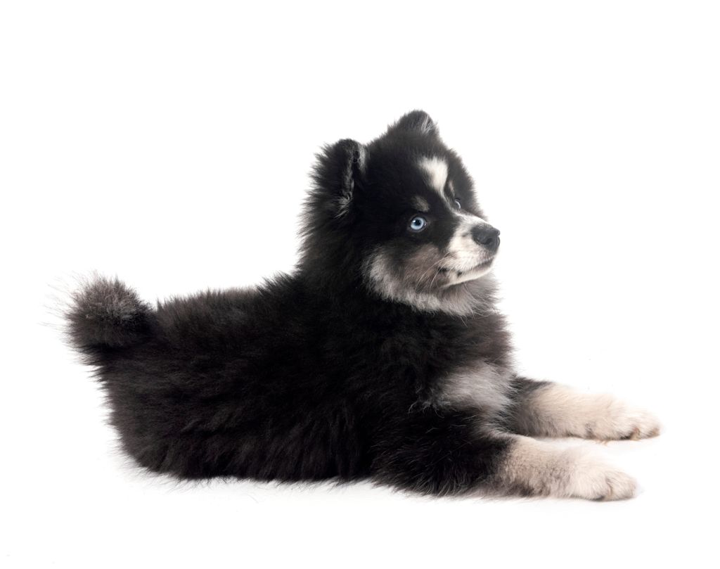 chiot pomsky allonge
