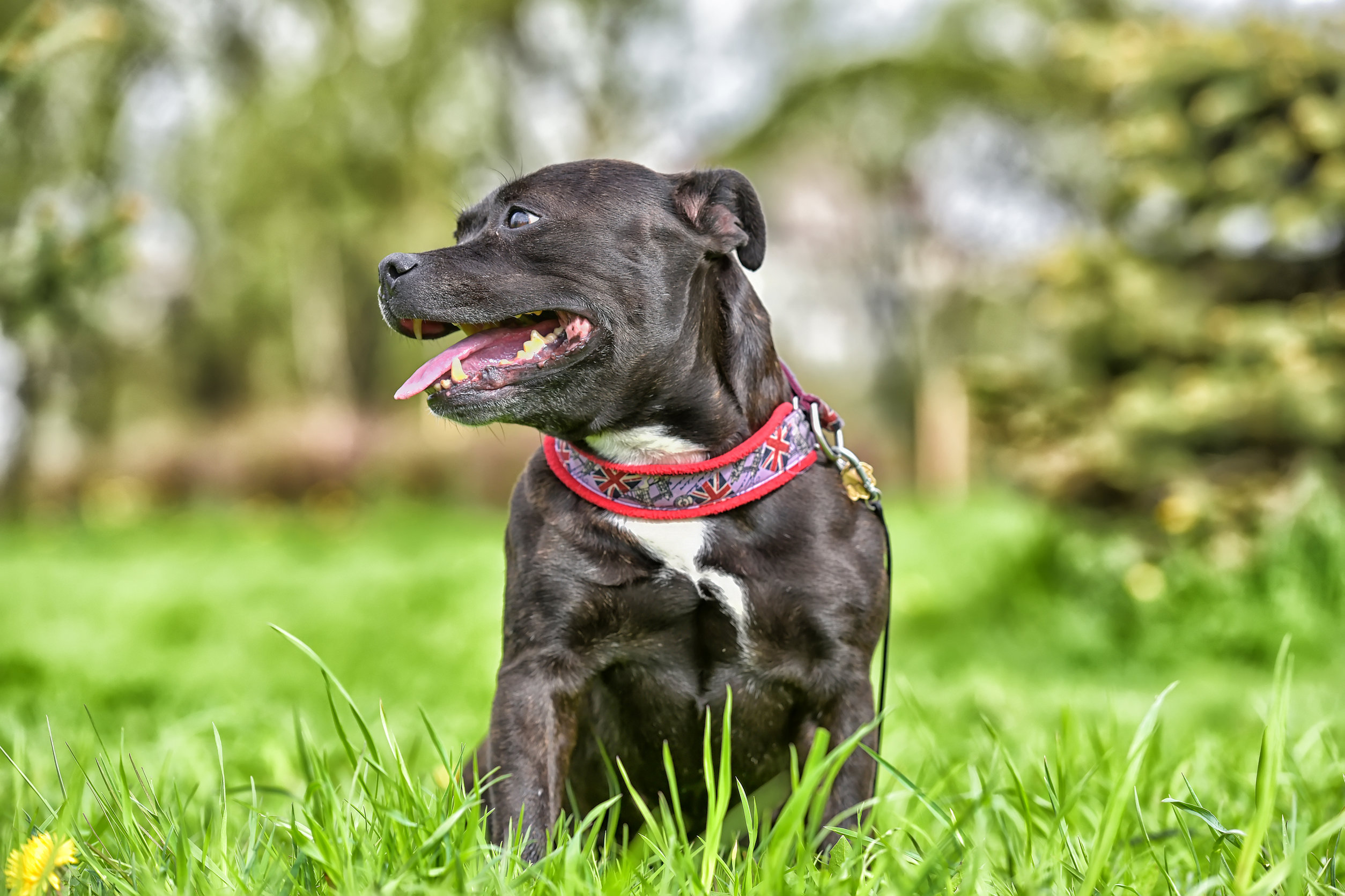 Bull Terrier : caractère, éducation, santé, prix