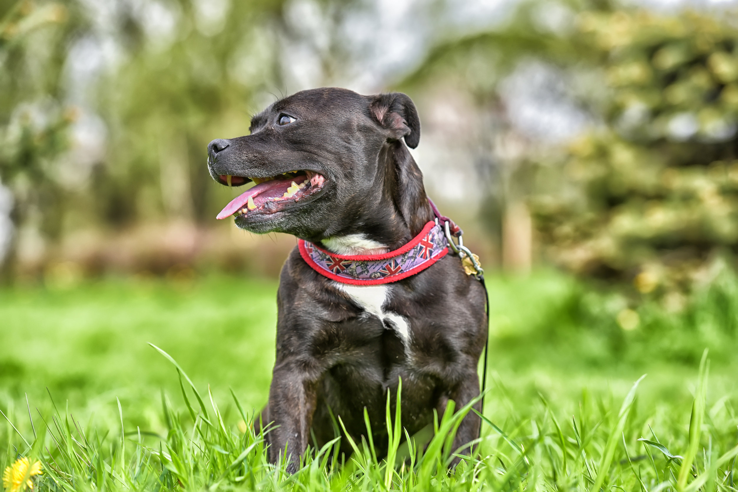 Staffordshire bull terrier staffy staffie Race de chien