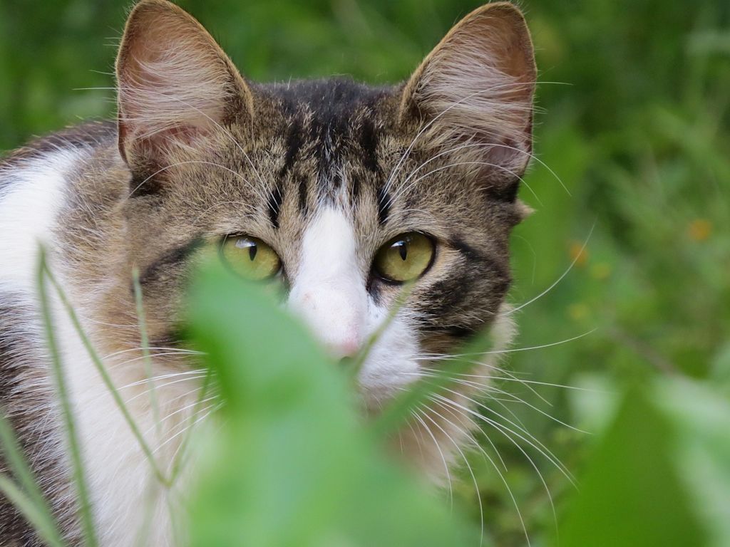 chat feuille