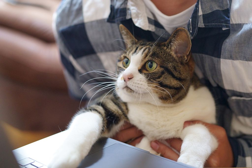 chat sur son maître