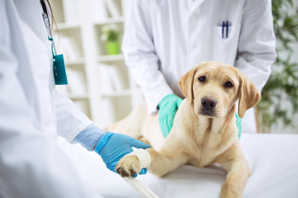 labrador veterinaire maladie peau