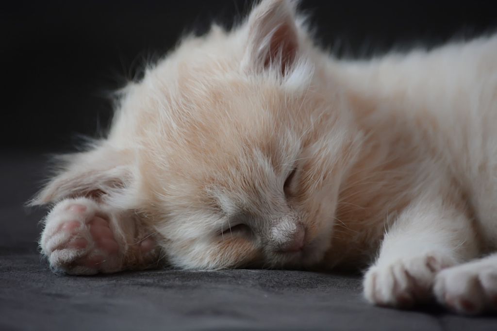 Chaton qui dort