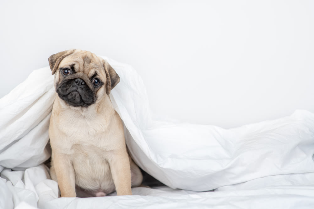 Mops puppy zit schattig onder deken