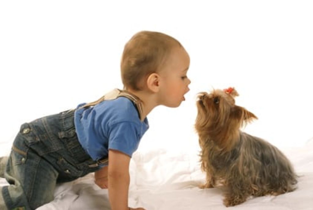 les chiens et chats sont-ils responsables d-allergies - Shmel - Fotolia.com