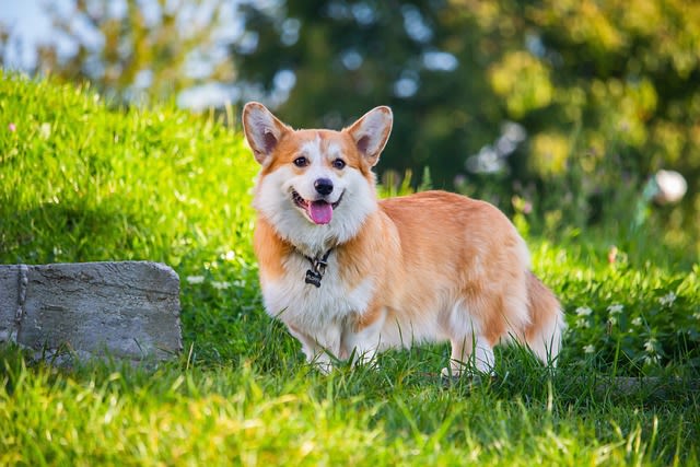 Petit chien Corgi