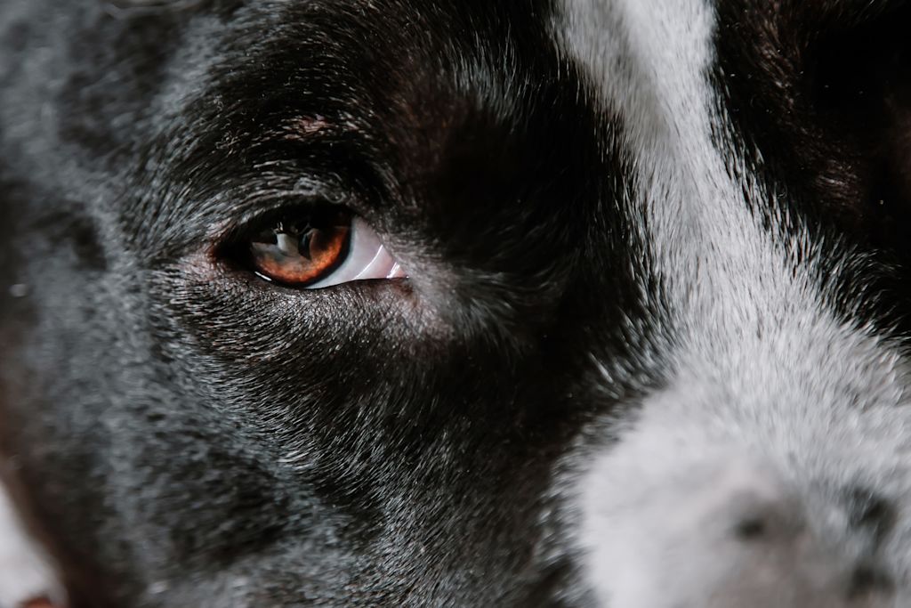 cataracte chien border collie