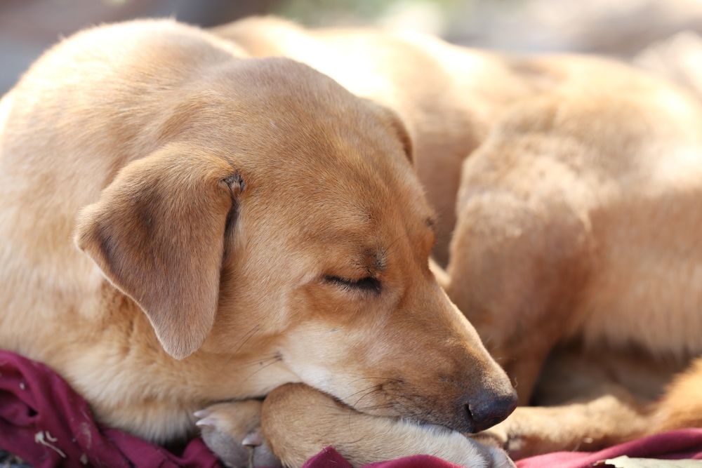 Hund©Shutterstock