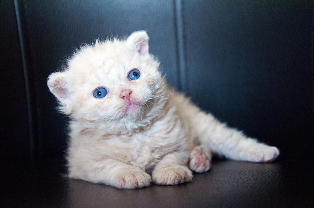 Selkirk Rex yeux bleus