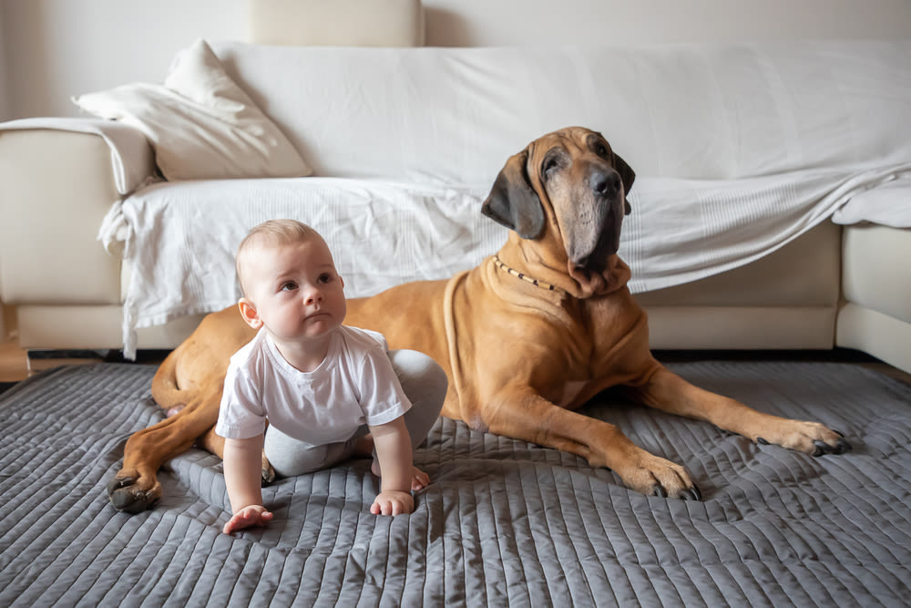 Fila Brasileiro