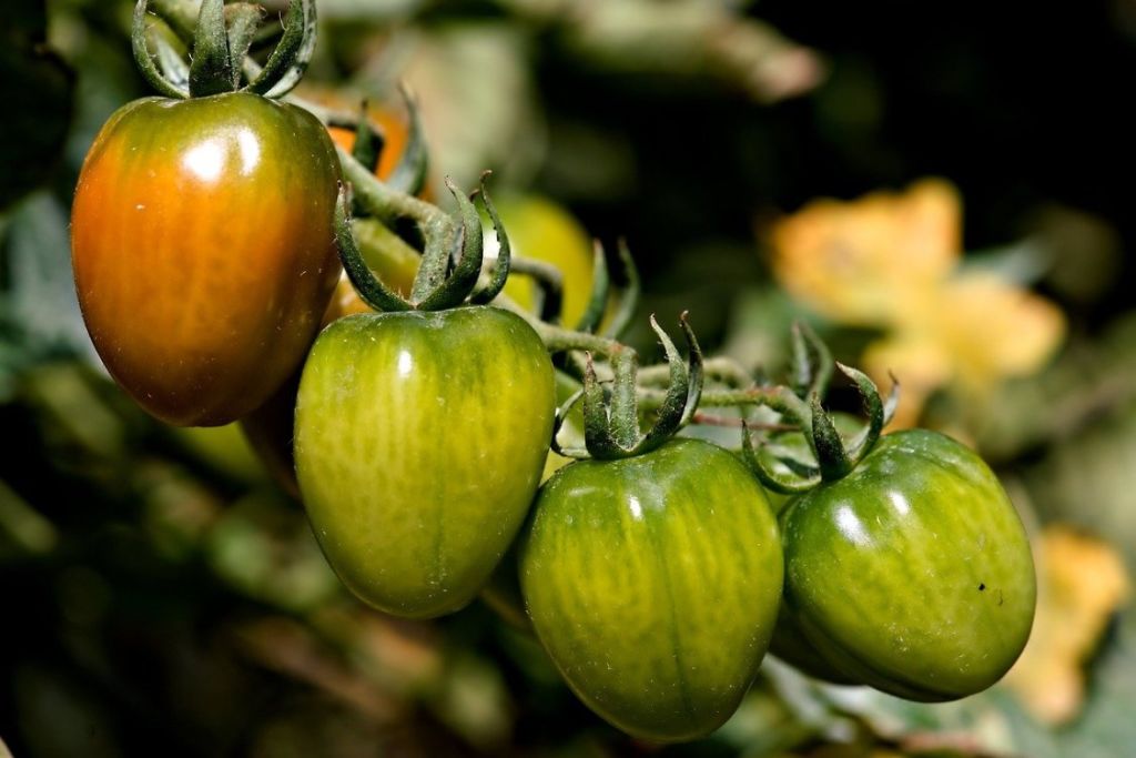 tomates vertes