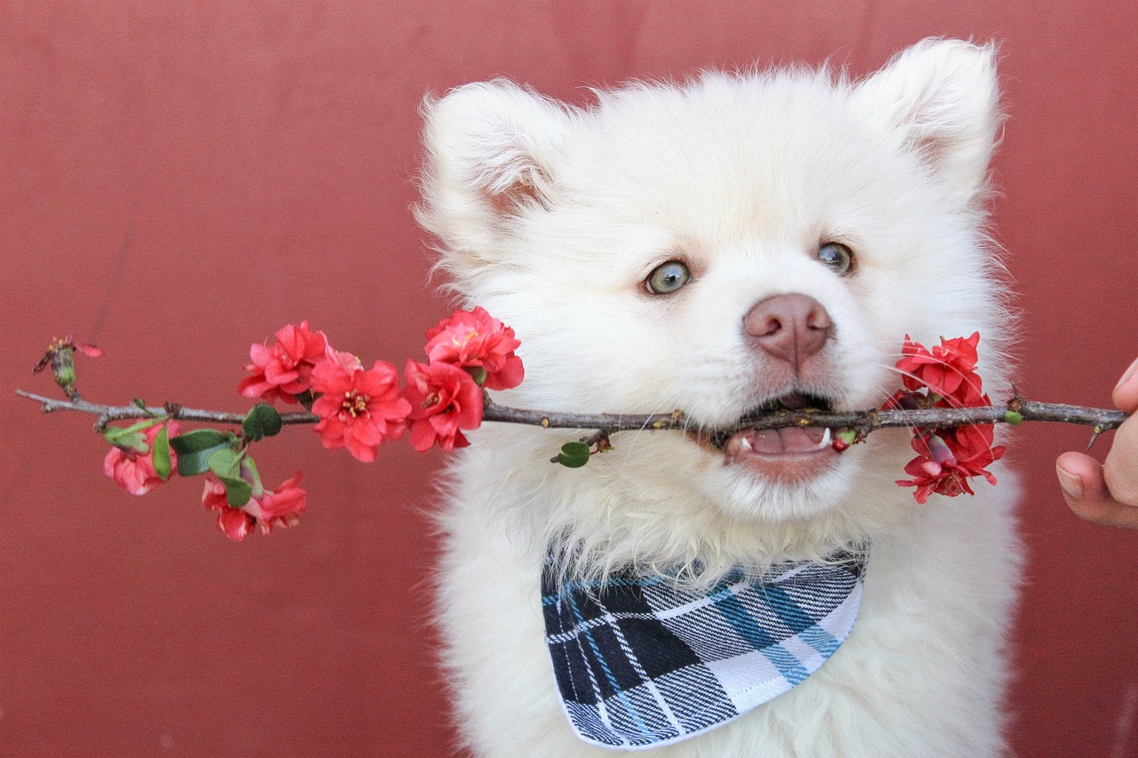 Chien avec une branche d'arbre