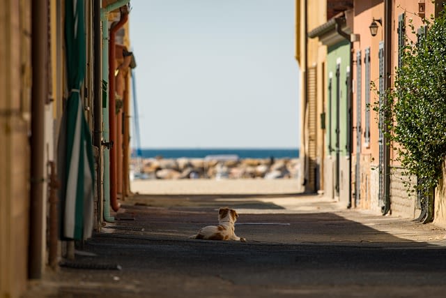 Chien dans la rue
