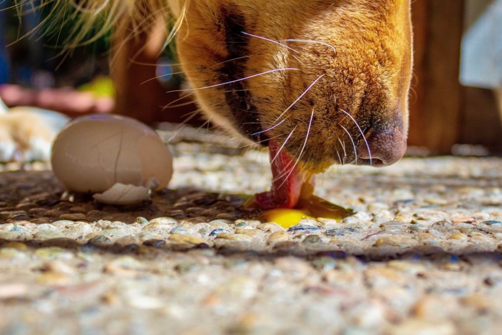 chien qui mange un œuf