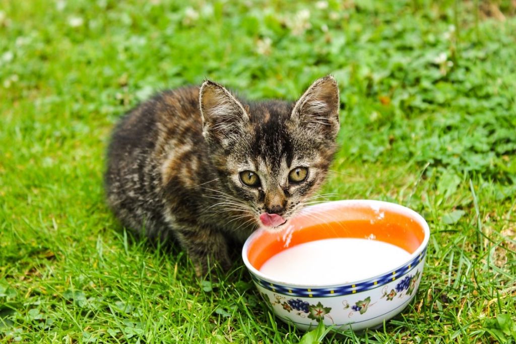 Chat qui boit du lait