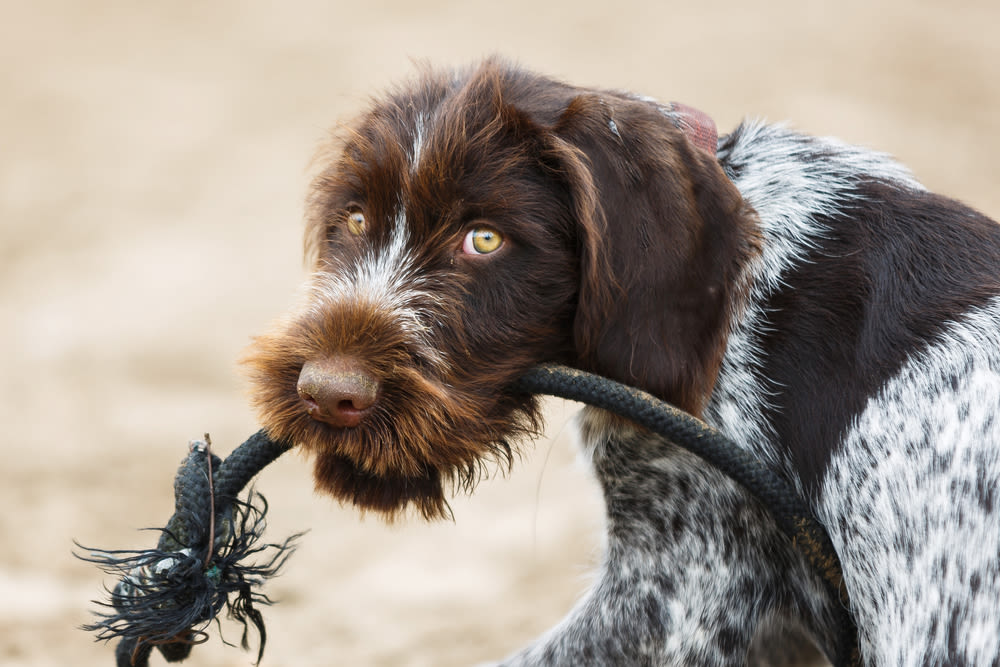 Für Agility ist die Rasse geeignet
