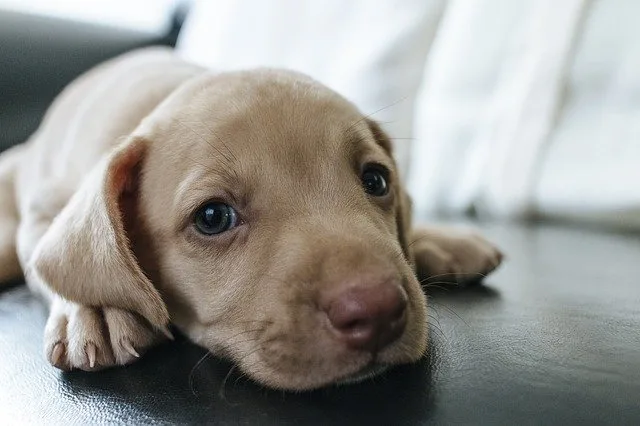 AIDEZ VOTRE CHIOT À RECONNAÎTRE ET À S'HABITUER À LA LAISSE