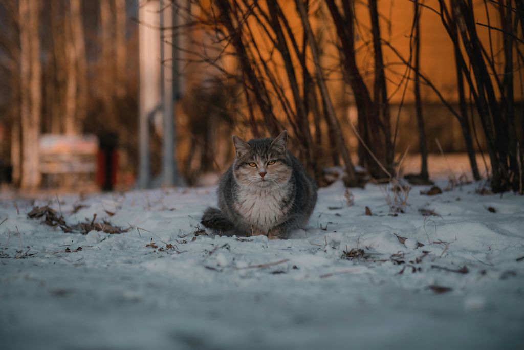 Chat dans le froid