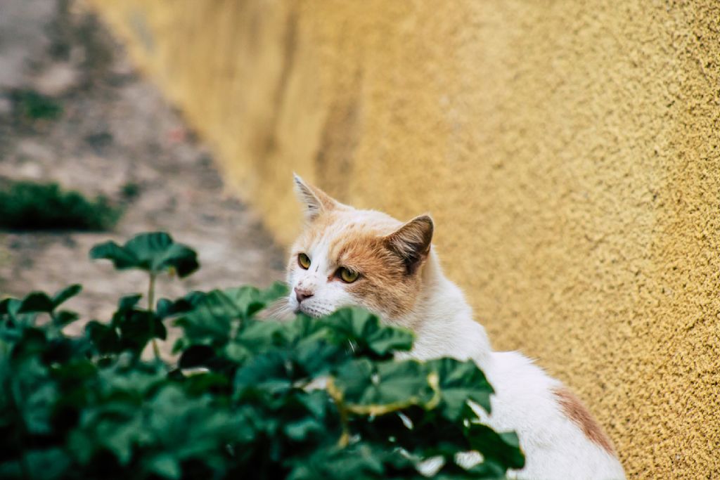 chat dehors puces