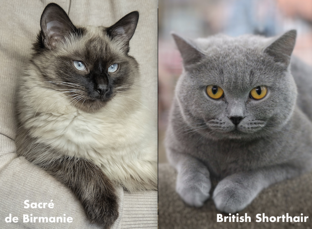 chat_sacre_de_Birmanie_British_Shorthair_Semrush_Google.fr